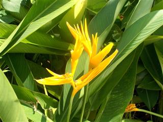 Yellow heliconia on the plant