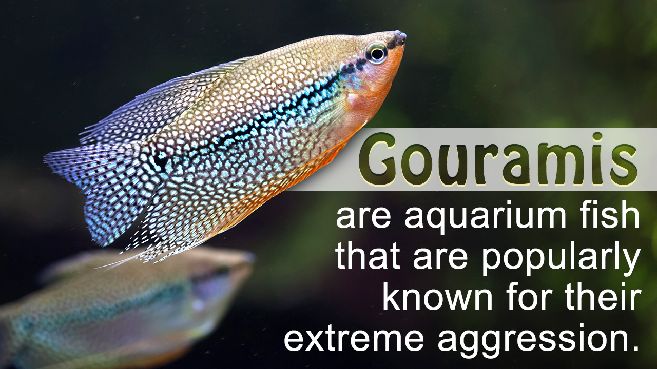 Facts about Gouramis