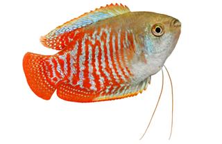 Dwarf gourami tropical aquarium fish
