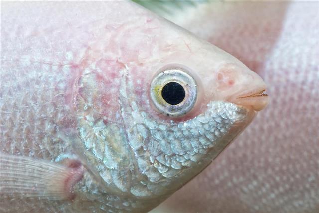 Head of kissing gourami fish