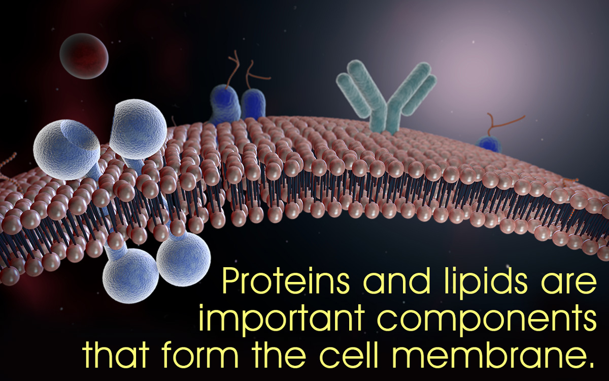 Cell Membrane Structure And Function Biology Wise