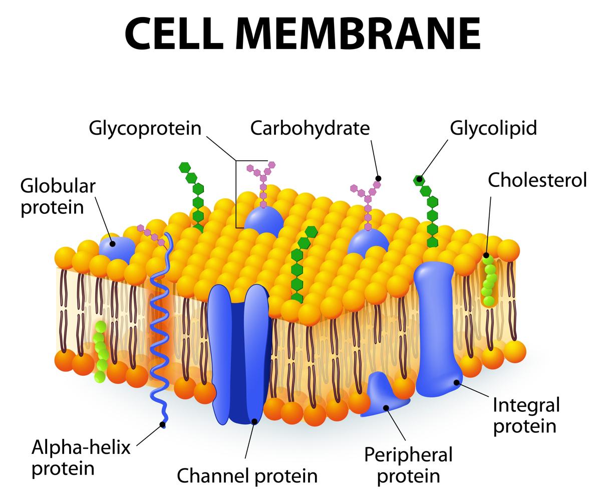 Cell Membrane Diagram Easy