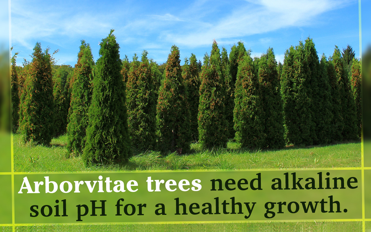 Information about Arborvitae Trees