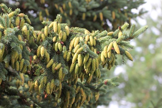 Young White Spruce Cones
