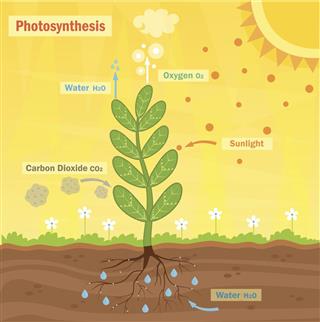 Photosynthesis Plant