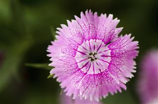 Chinensis, dianthus flower