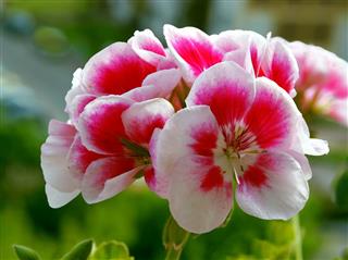 pink and red flowers of geranium