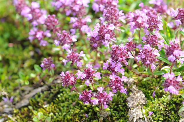 Close up of wild thyme flowers