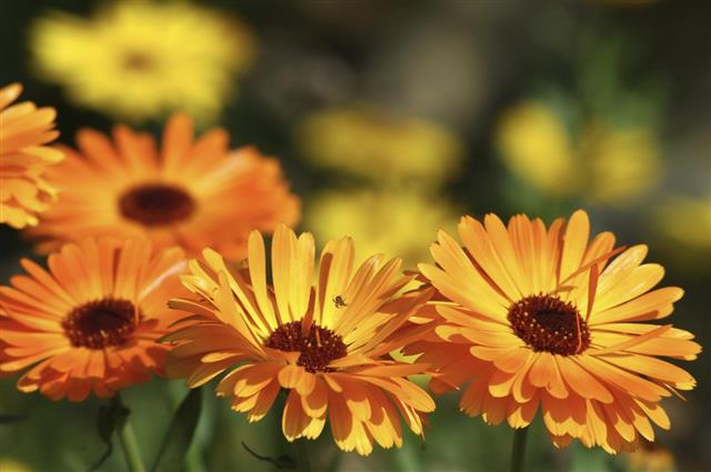 Close up of marigold flowers in garden