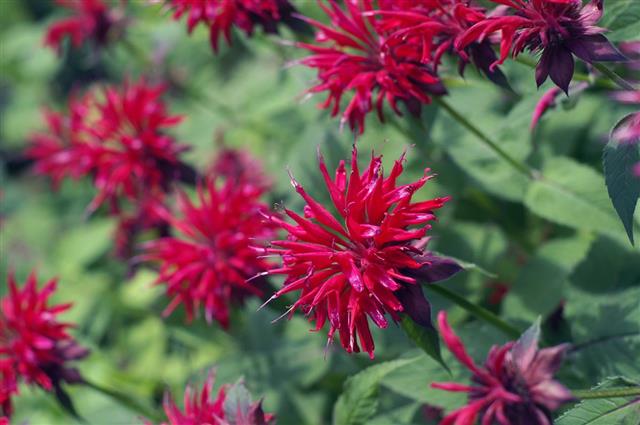 Red Bee Balm Perennial Flower