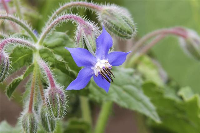 Blue star flower