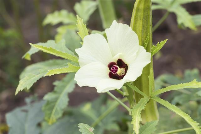 okra or lady's finger vegetable plant with flower