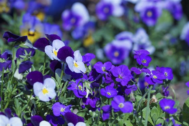 Horned pansies and purple rock cress