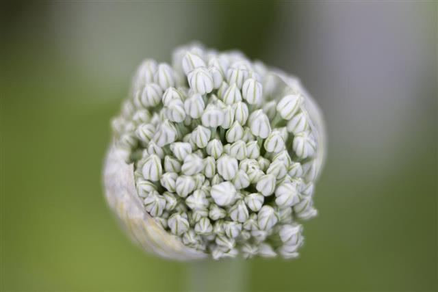 Organic white onion flower