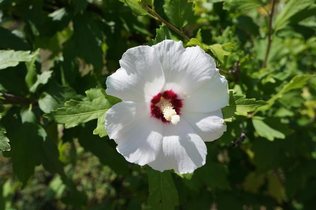 white rose of Sharon
