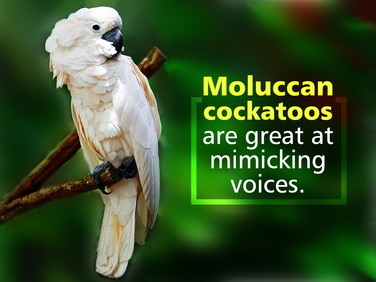 Cockatoo Facts