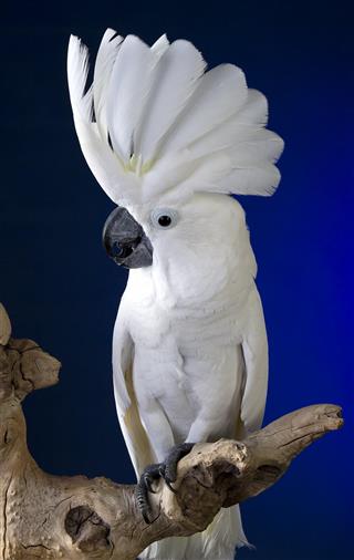 White Umbrella Cockatoo