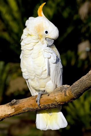 White cockatoo preening