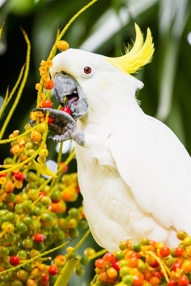 Wild Cockatoo Eating
