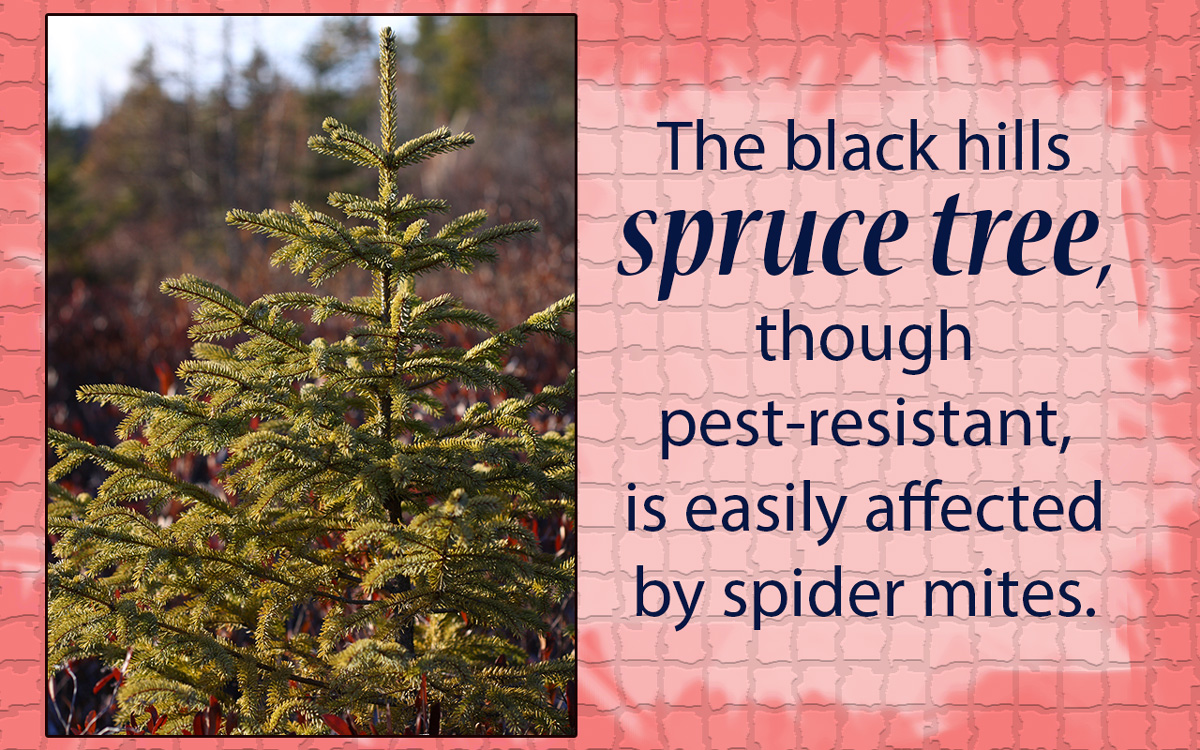 How to Care for a Black Hills Spruce