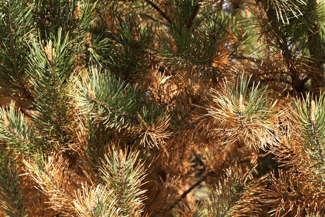 Dried spruce