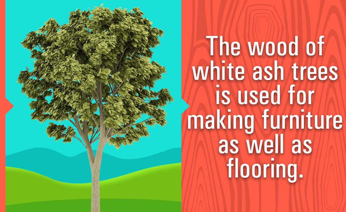 Information about White Ash Trees