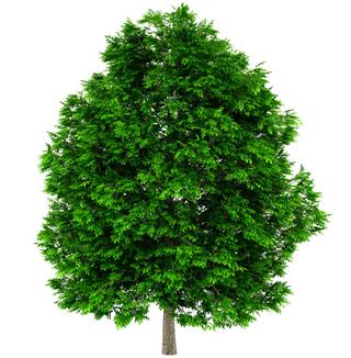 European ash tree