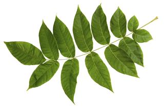 Green leaf of ash-tree