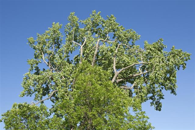 Green ash trees