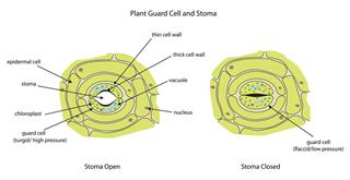 Plant guard cells with stomata