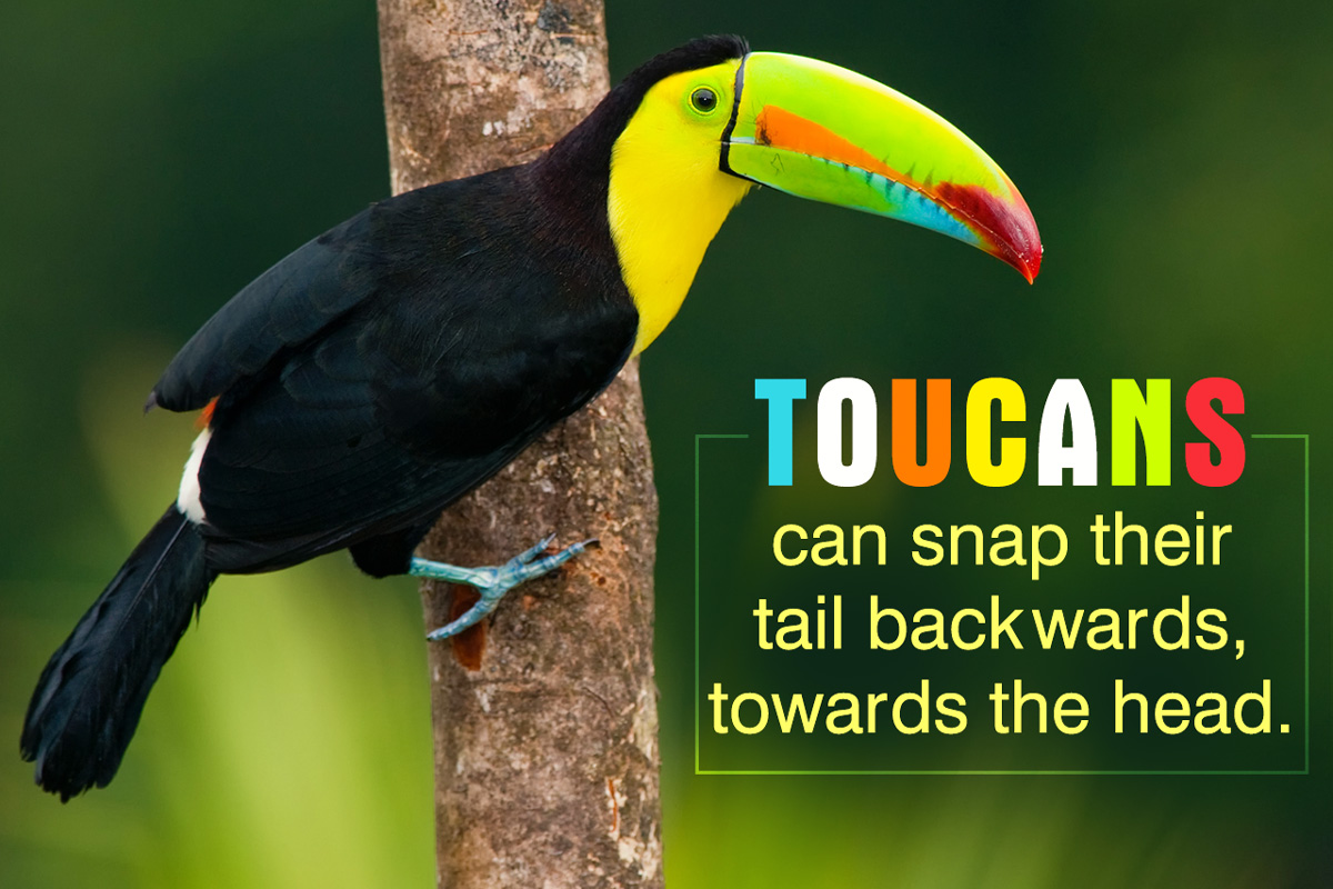 Toucan Facts