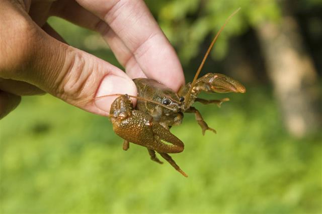 Crayfish in Human Finger