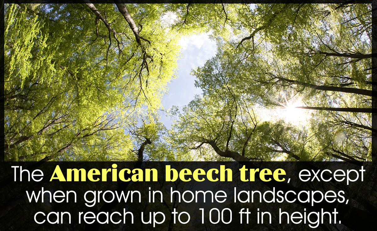 American Beech Tree Facts