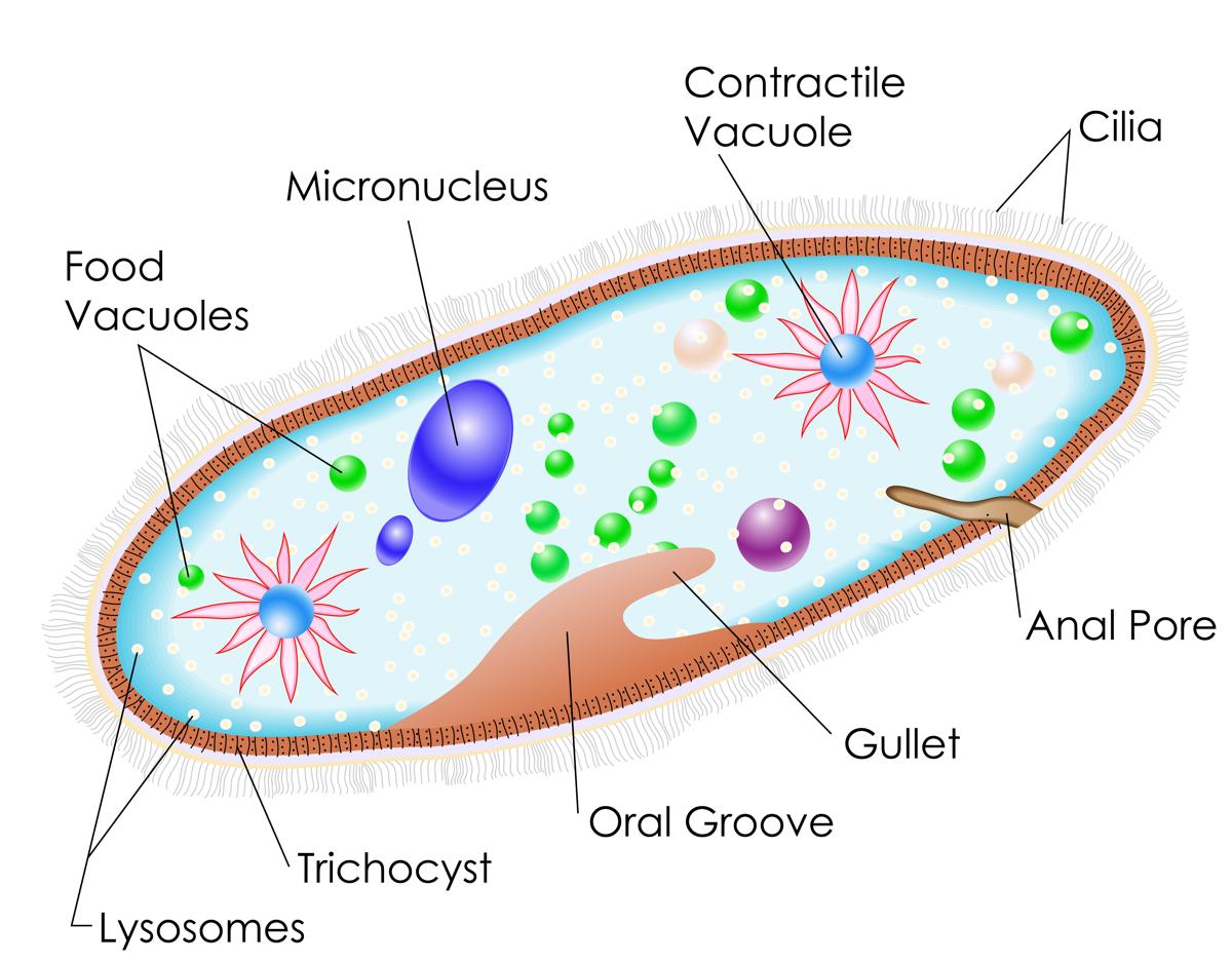 Examples of Protists - Biology Wise