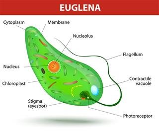 Structure of a euglena