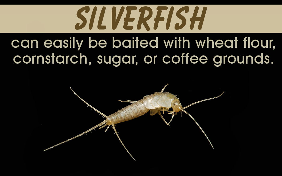 How to Get Rid of Silverfish Humanely