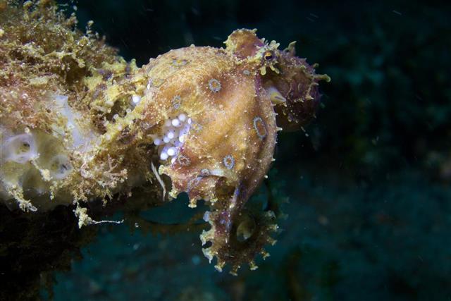 Blue Ring Octopus with eggs