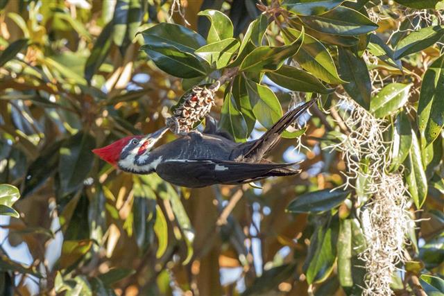 Woodpecker on Magnolia cone
