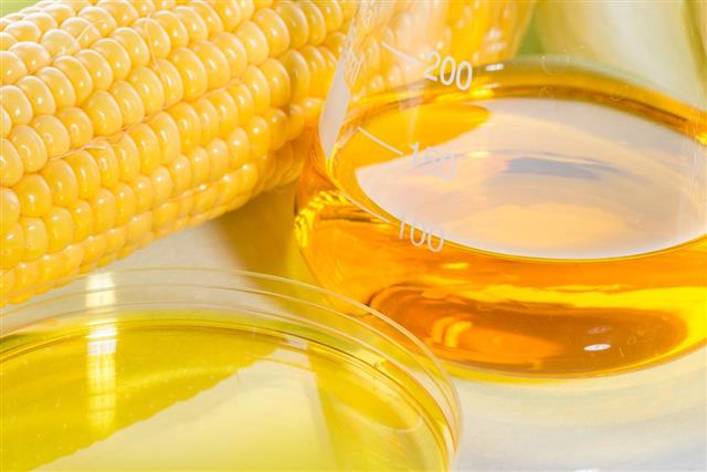 Biofuel or Corn Syrup sweetcorn
