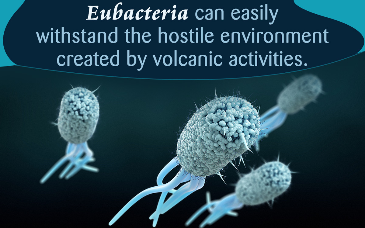 Eubacteria Kingdom