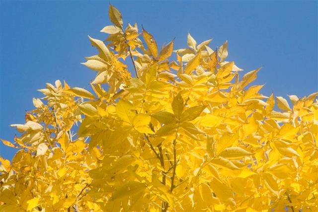 gelbe Blätter von Hickory-Bäumen