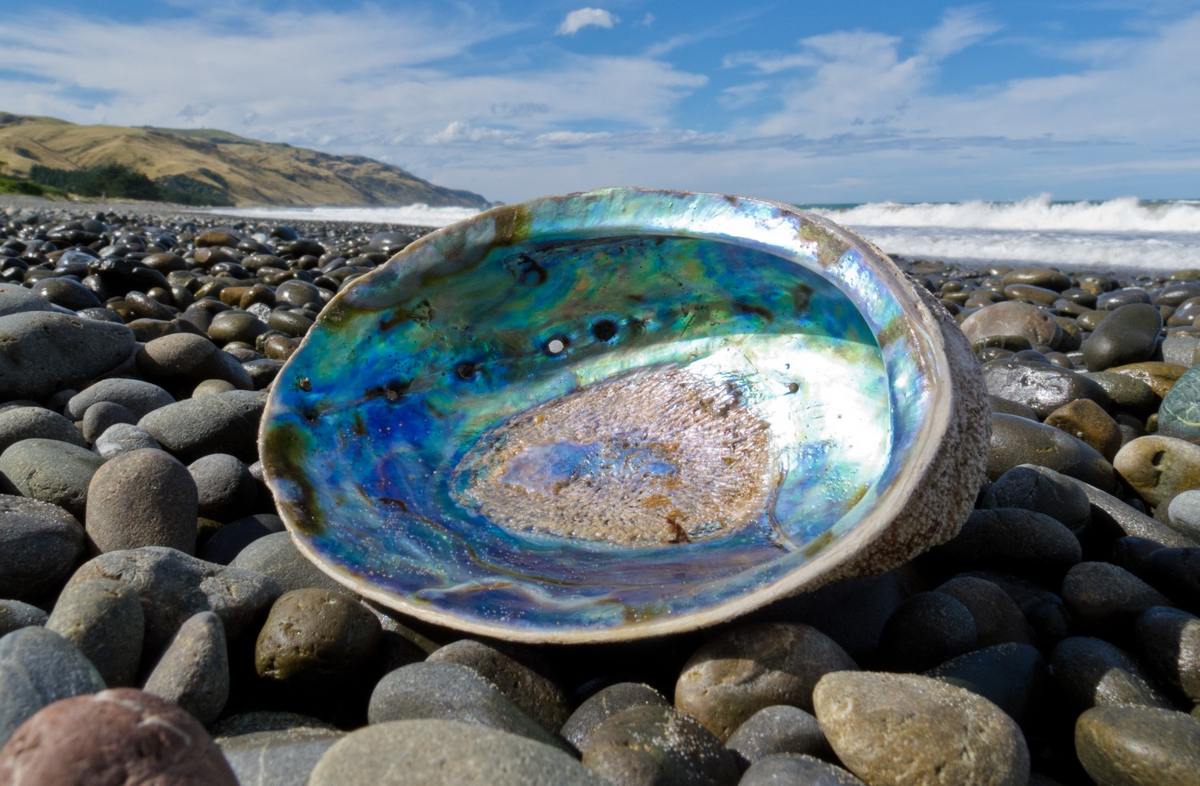 Revealed: What Do Paua Shells Mean and How They Affect the Wearer -  Fashionhance