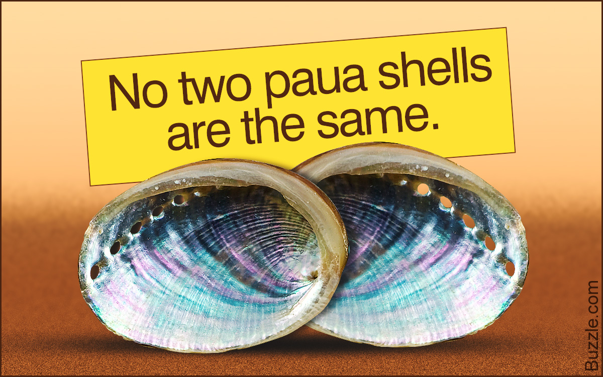 What Do Paua Shells Mean?