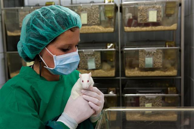 Female lab assistant in scrubs holding a white lab rat