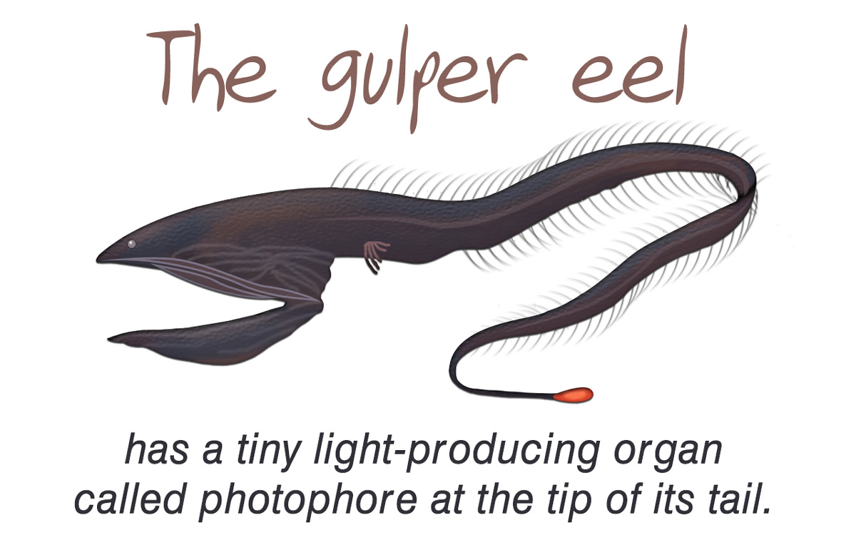 Gulper Eel Facts
