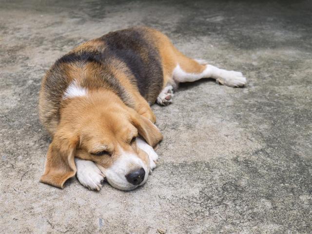 Resting beagle