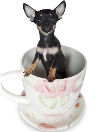 Baby Chihuahua tea cup