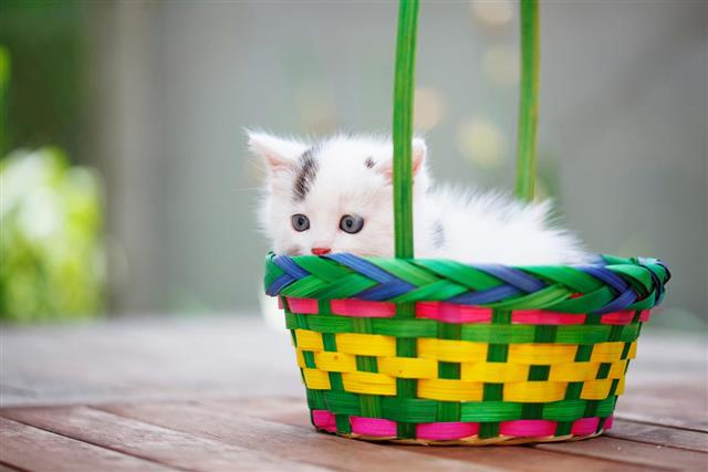 Kittens in a colorful basket