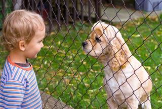 Little boy and dog behind fence
