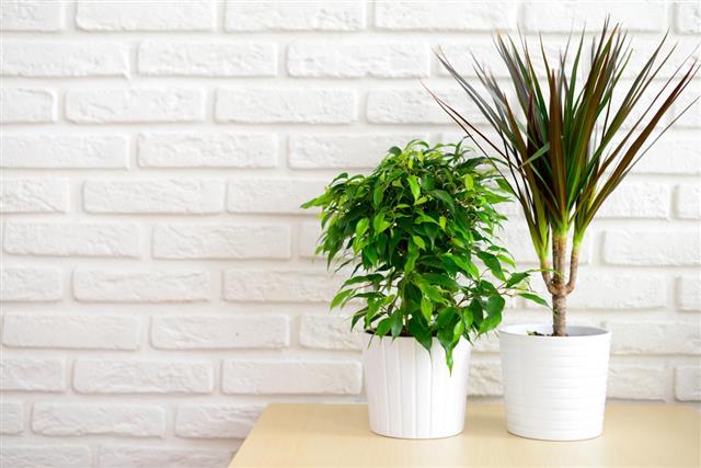Houseplants in pots on a table at a brick wall